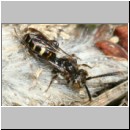 Nomada sp - Wespenbiene 19d 3-4mm Sandgrube Niedringhaussee Kieferwaldrand.jpg